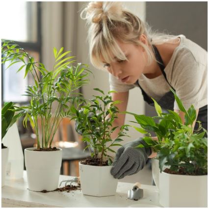 Светодиодная настольная лампа с регулировкой яркости для выращивания растений VERDI LED/5W/5V 1300K CRI 95 чёрная