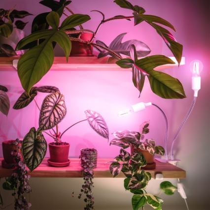 Гибкая настольная лампа с зажимом для выращивания растений PLANTY 2xE27/30W/230V белый