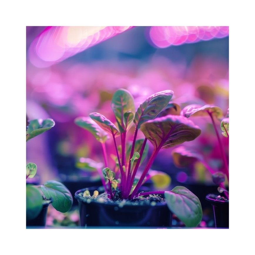 Гнучка настільна лампа з кліпсою для вирощування рослин PLANTY 1xE27/30W/230V біла