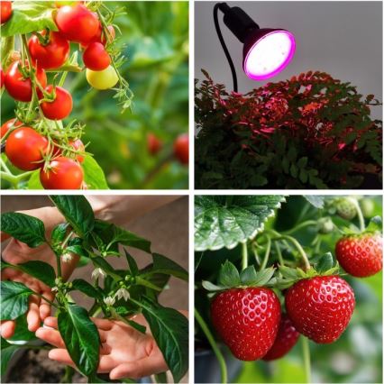 Гнучка настільна лампа з кліпсою для вирощування рослин PLANTY 1xE27/30W/230V чорна