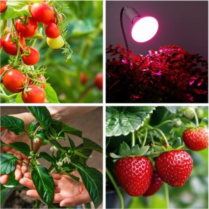 Гнучка настільна лампа з кліпсою для вирощування рослин PLANTY 1xE27/30W/230V біла