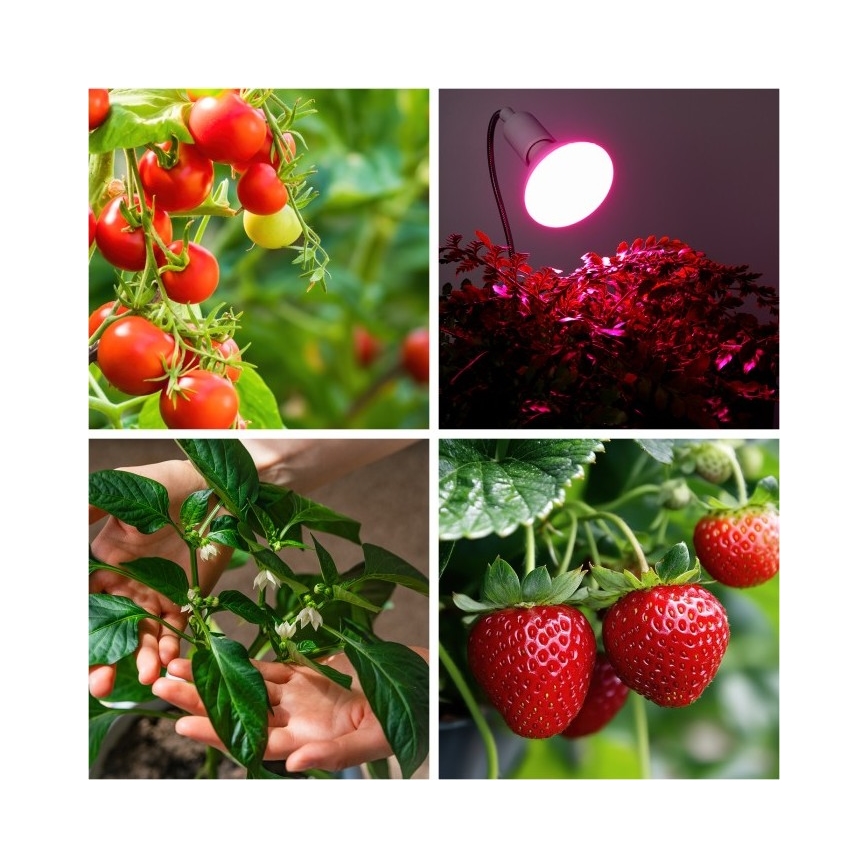 Гнучка настільна лампа з кліпсою для вирощування рослин PLANTY 1xE27/30W/230V біла