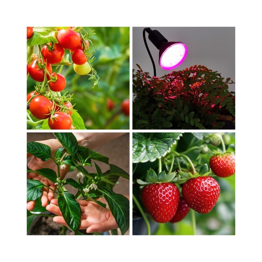 Гнучка настільна лампа з кліпсою для вирощування рослин PLANTY 1xE27/30W/230V чорна