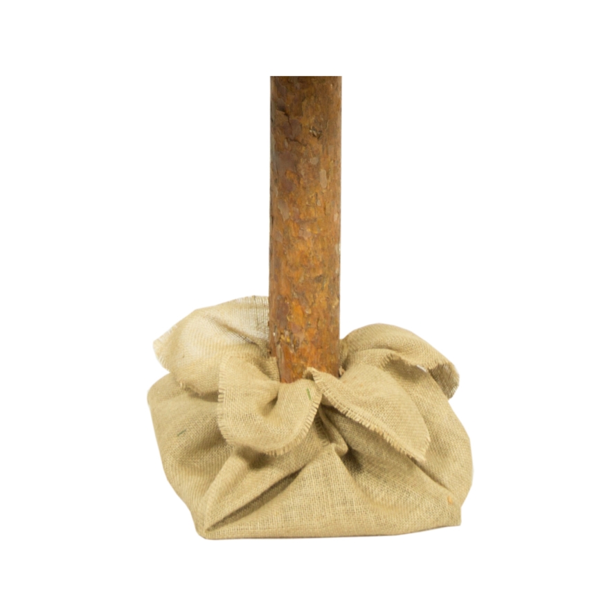 Ялинка на стовбурі 180 см сосна