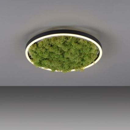 JUST LIGHT. 15391-66 - Светодиодный потолочный светильник с регулированием яркости GREEN RITU LED/20W/230V