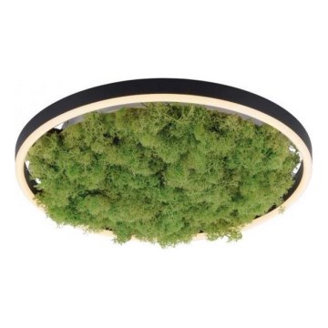 JUST LIGHT. 15391-66 - Светодиодный потолочный светильник с регулированием яркости GREEN RITU LED/20W/230V