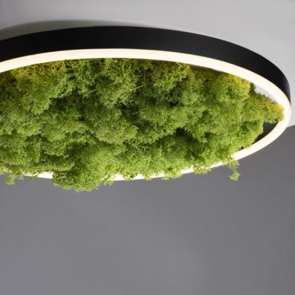 JUST LIGHT. 15391-66 - Светодиодный потолочный светильник с регулированием яркости GREEN RITU LED/20W/230V