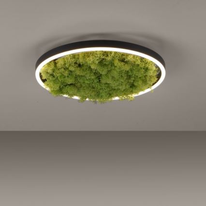 JUST LIGHT. 15391-66 - Світлодіодний стельовий світильник з регулюванням яскравості GREEN RITU LED/20W/230V