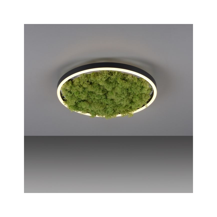 JUST LIGHT. 15391-66 - Світлодіодний стельовий світильник з регулюванням яскравості GREEN RITU LED/20W/230V