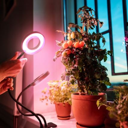 LED Гнучка настільна лампа з регулюванням яскравості з затискачем для вирощування рослин VITARO 2xLED/4W/230V чорний