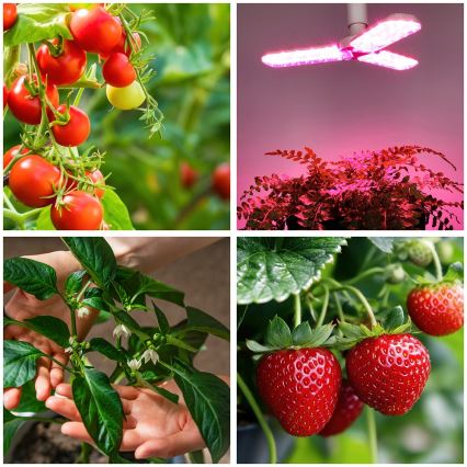 LED Лампочка для вирощування рослин PLANTY E27/24W/230V 1200K