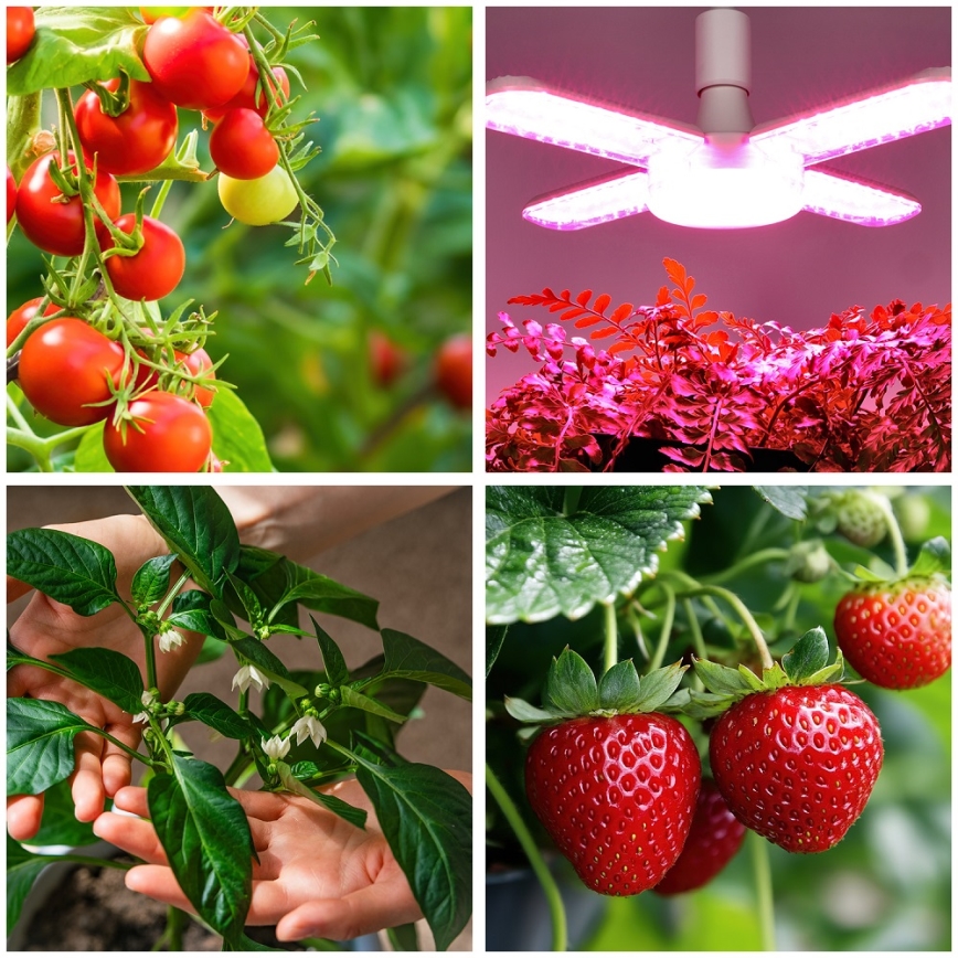 LED Лампочка для вирощування рослин PLANTY E27/40W/230V 1200K