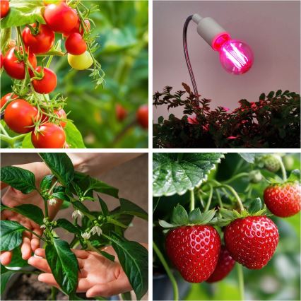 LED Лампочка для вирощування рослин PLANTY E27/8W/230V 1200K