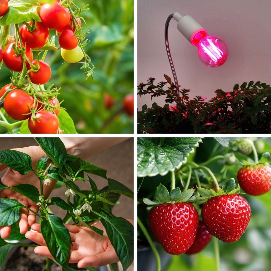 LED Лампочка для вирощування рослин PLANTY E27/8W/230V 1200K