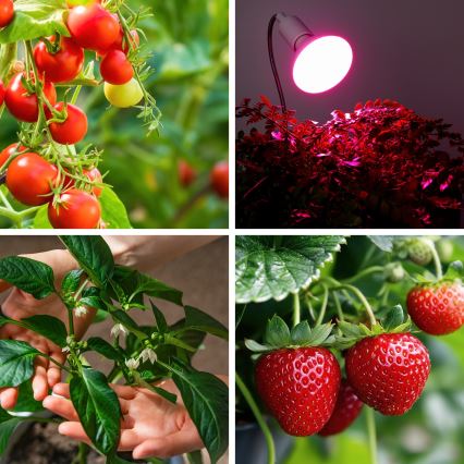 LED Лампочка для вирощування рослин VITABLOOM E27/9W/230V 1200K білий - Brilagi