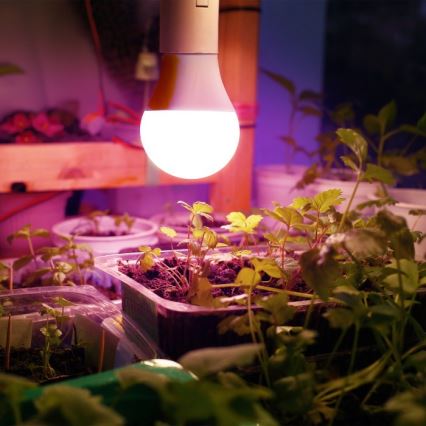 LED Лампочка для вирощування рослин PLANTY E27/11W/230V 1200K білий