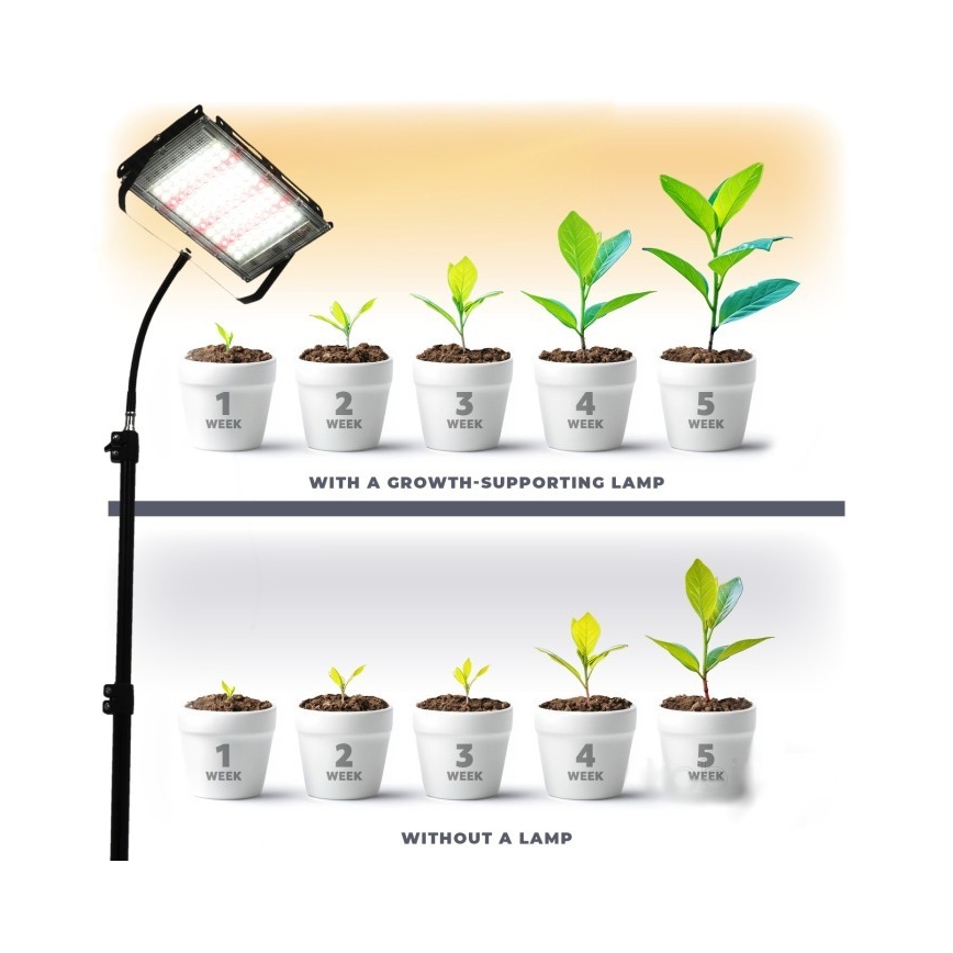 LED Прожектор зі стійкою для вирощування рослин FIRON LED/45W/230V IP54 чорний