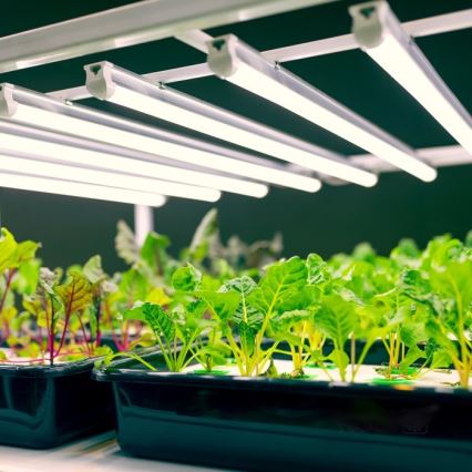 LED Світильник для підсвітки стільниці для вирощування рослин GROWLY LED/9W/230V білий