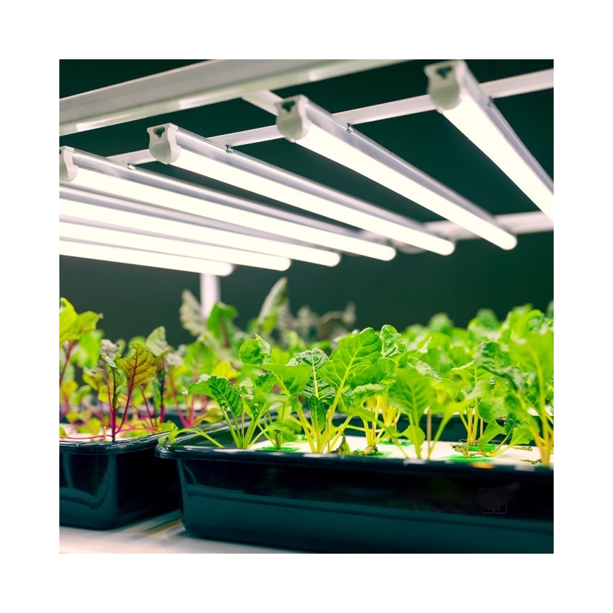 LED Світильник для підсвітки стільниці для вирощування рослин GROWLY LED/9W/230V білий