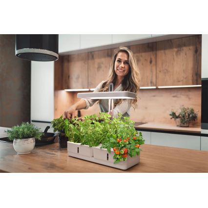 Ledvance - Внутрішня LED лампа GARDEN KIT LED/24W/230V