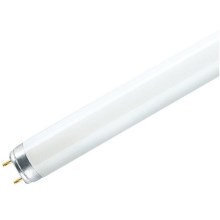 Люминесцентная лампа T8 G13/36W/230V 6500K 120 см
