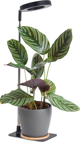 Настільна світлодіодна лампа з регулюванням яскравості для вирощування рослин VERDI LED/5W/5V 1300K CRI 95 чорна