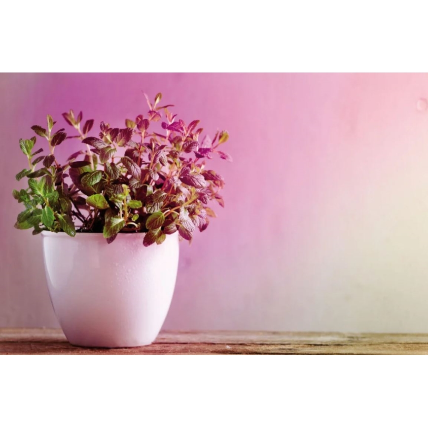 Светодиодная лампа для выращивания растений GROW GREEN R50 E14/4W/230V - Paulmann 28734