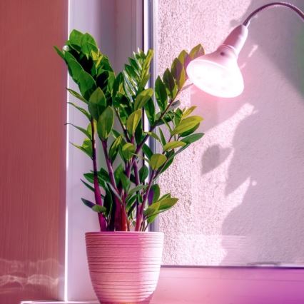 Светодиодная лампа для выращивания растений PLANTY E27/7W/230V 1200K белый