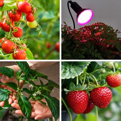 Светодиодная лампочка для выращивания растений PLANTY E27/9W/230V 1200K черный