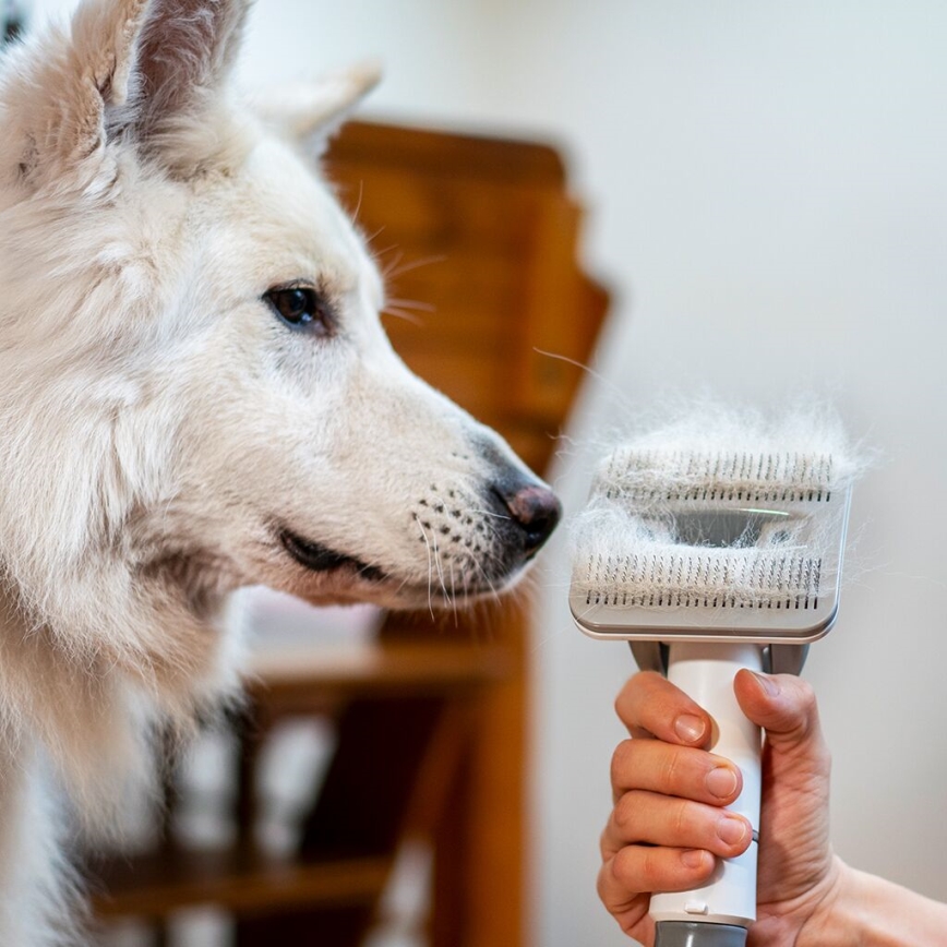TESLA Electronics PetCare - Набор для ухода за домашними животными 300W/230V