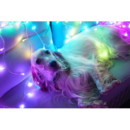 Twinkly - LED RGBW Вулична різдвяна гірлянда-штора з регулюванням яскравості CURTAIN 210xLED 6,1м IP44 Wi-Fi